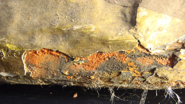 图3:损害表面的天使,显示了柚木木材基质。