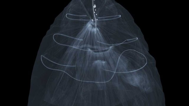 真丝塔夫绸晚礼服,巴黎世家。尼克•Veasey x射线©2016。